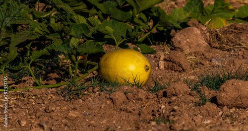 the straightneck squash in garden photo