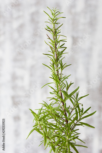 Branch of plant Rosemary at home on white background © Tatiana Foxy