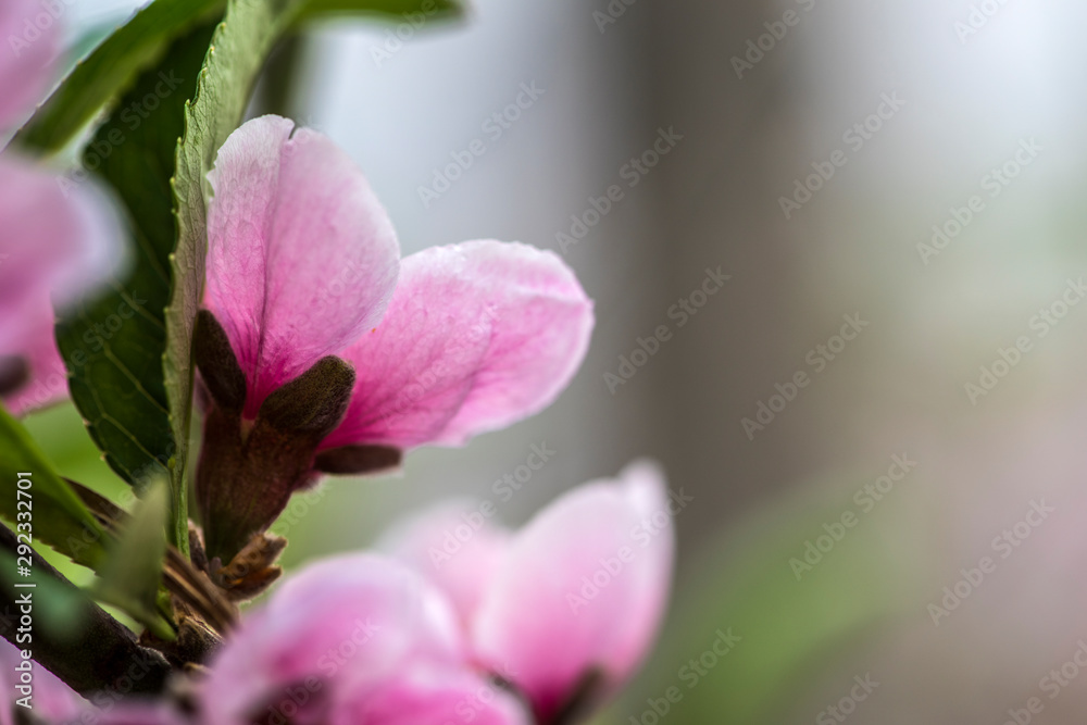 Obraz premium Close-up of Peach Blossoms Blooming on Peach Trees
