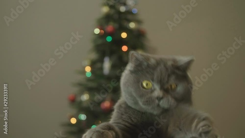 Cat with big eyes peeps out from under the table on Christmas tree background. British cat plays paws.  Cat celebrate Christmas and New Year. Christmas and New Year Decoration. 