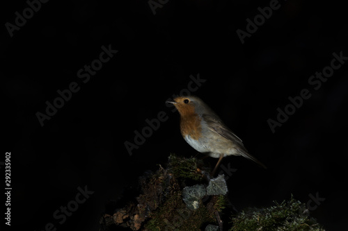 Robin 00001