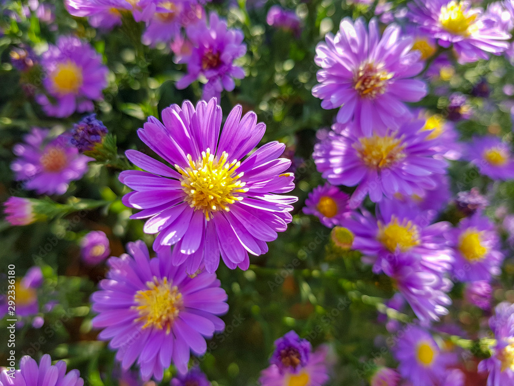 Fields of aster flowers. Close up shot, purple flower. Fields of aster flowers. Close up shot, purple flower.