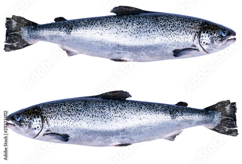 Set of Salmon fish isolated on white background. Fresh wild salmon isolated on a white. Fresh whole salmon. Empty space for text. Copy space.