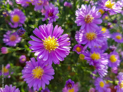 Fields of aster flowers. Close up shot  purple flower.