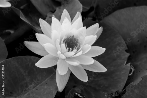 black and white blooming Lotus flower or Water lily in the park.