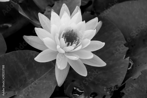 black and white blooming Lotus flower or Water lily in the park.