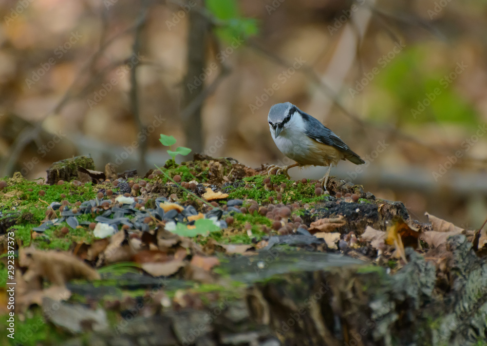 Nuthatch on the tree stump in the forest. Selective focus with shallow depth of field. Nuthatch on the tree stump in the forest. Selective focus with shallow depth of field.