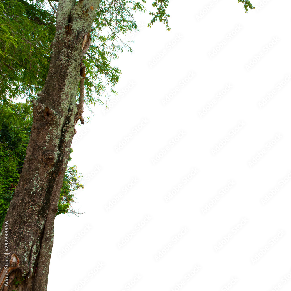 Obraz premium Tree isolated on the white background,for graphic decoration.