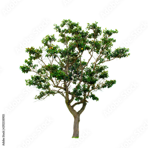 Tree isolated on the white background for graphic decoration.