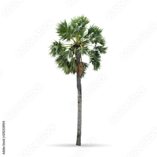 Tree isolated on the white background,for graphic decoration. © KE.Take a photo
