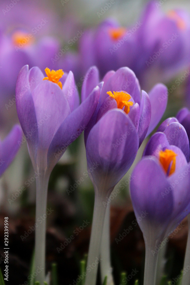 A Pair of Pretty Purple Crocus A Pair of Pretty Purple Crocus