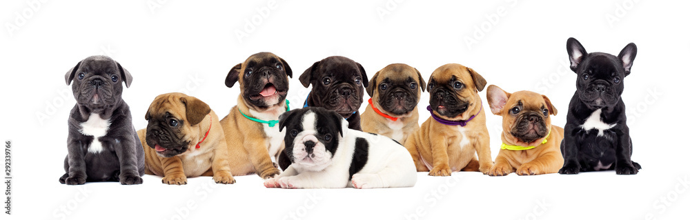 puppies, French bulldog puppies, French bulldog