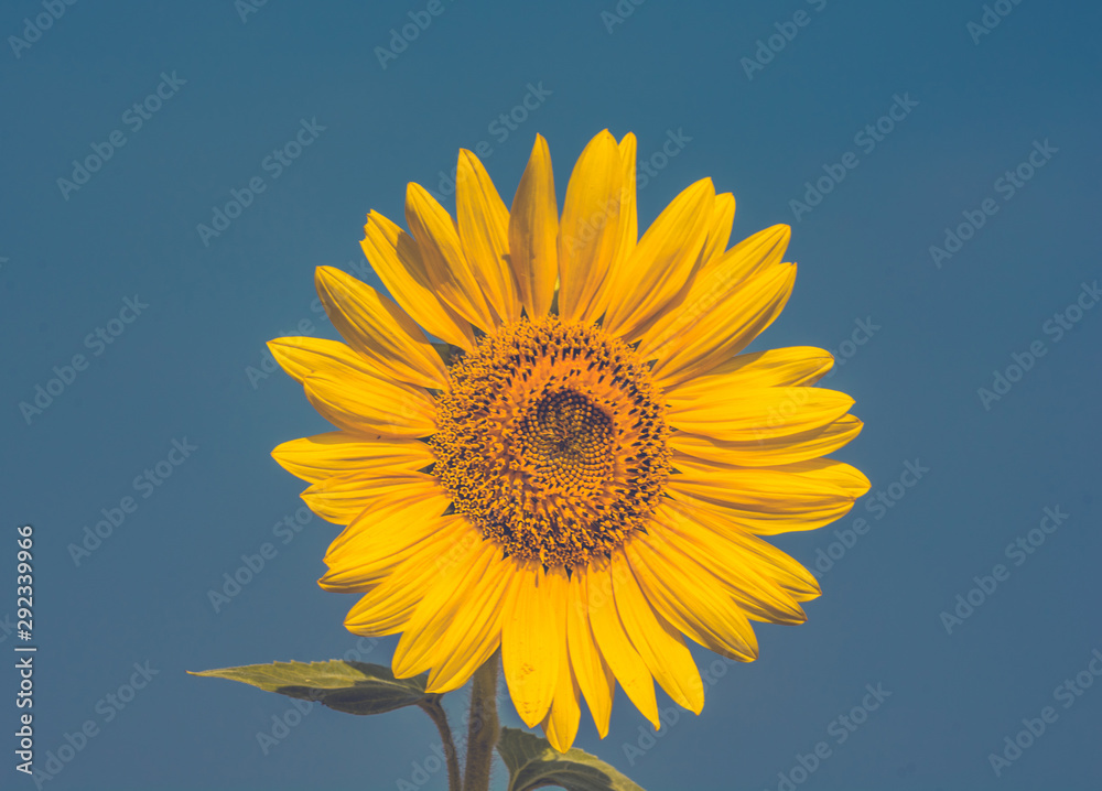 Closeup Of Sunflower In The Field Closeup Of Sunflower In The Field
