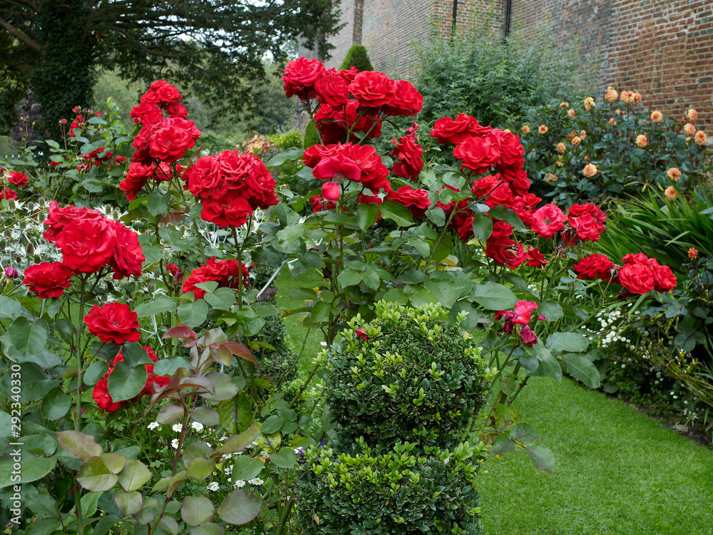 A display of summer flowering red roses in a flower border