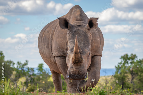 Portrait of a white rhinoceros (Ceratotherium simum) drinking water, Welgevonden Game Reserve, South Africa.