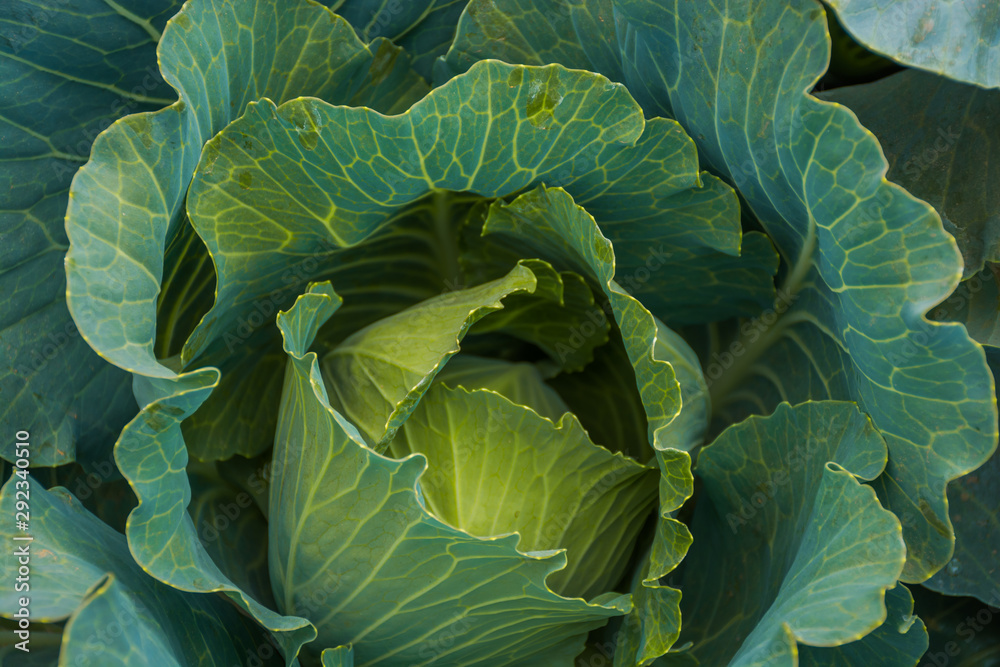Obraz premium Close up of Cabbage in the Field
