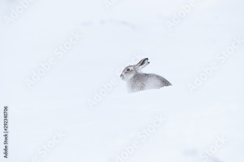 Wild mountain hare on smow covered mountain photo