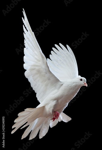 Flying white doves on a black background