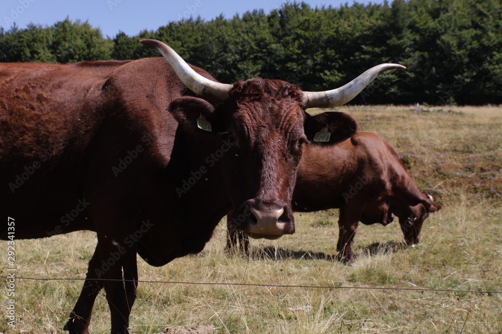 vache portrait