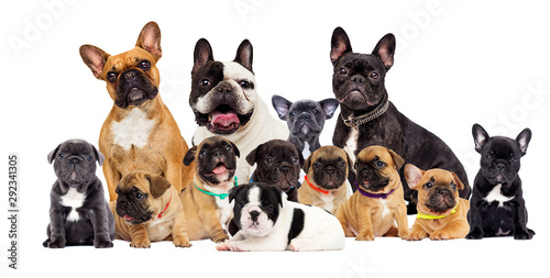 Fototapeta Naklejka Na Ścianę i Meble -  group dog breed French Bulldog