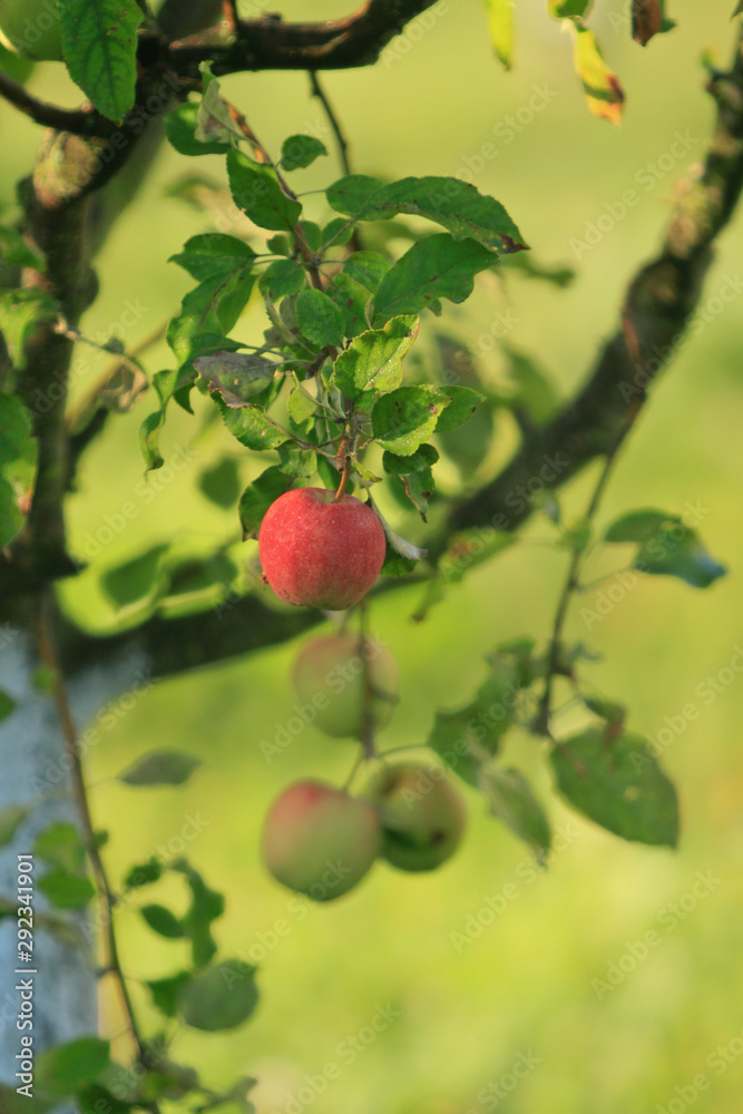 ripe red apples on a branch