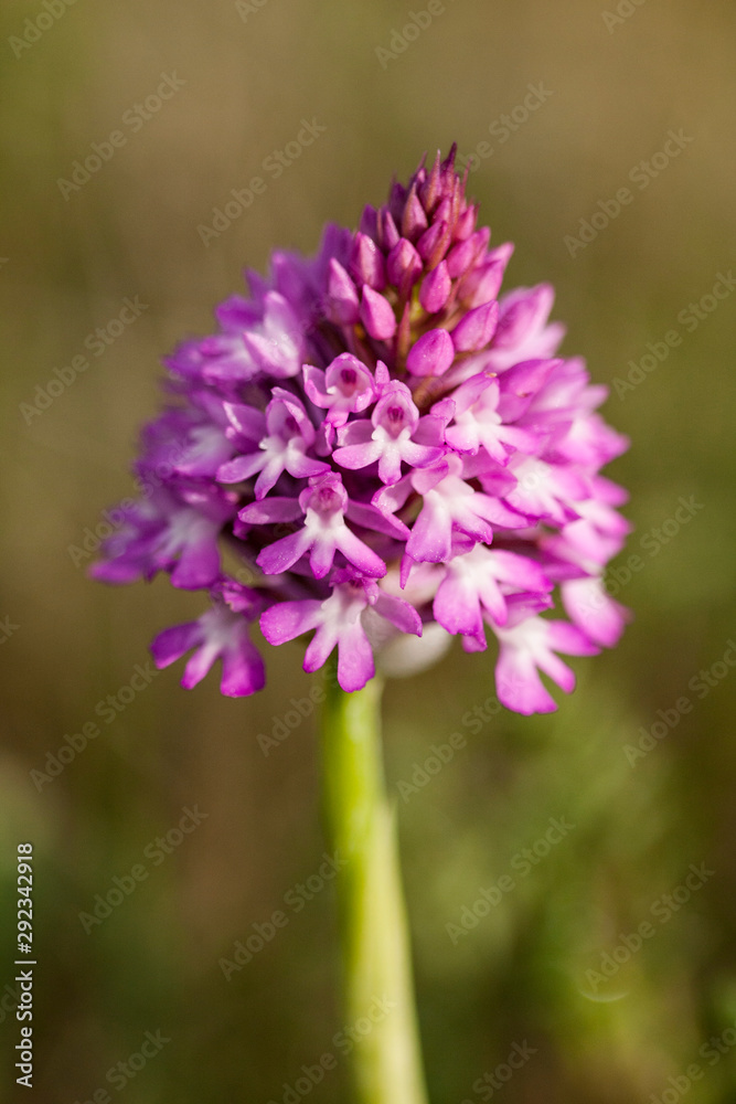 Obraz premium Anacamptis pyramidalis known as the pyramidal orchid