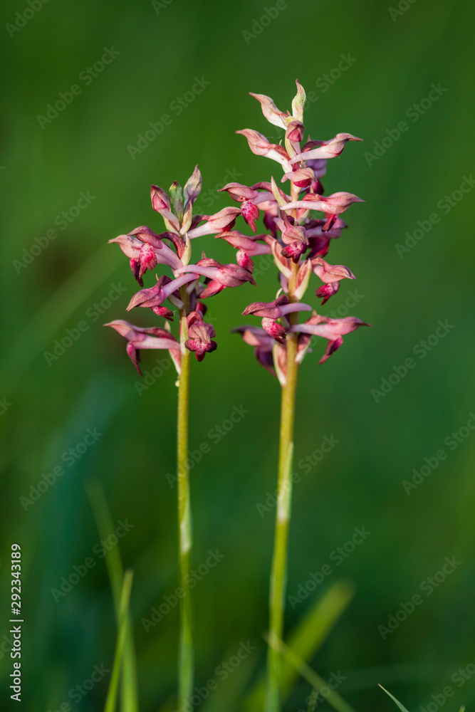 little orchid called anacamptis coriophora fragrans 