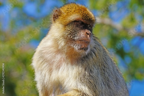 View of a wild Barbary Macaque monkey at the top of the Rock of Gibraltar