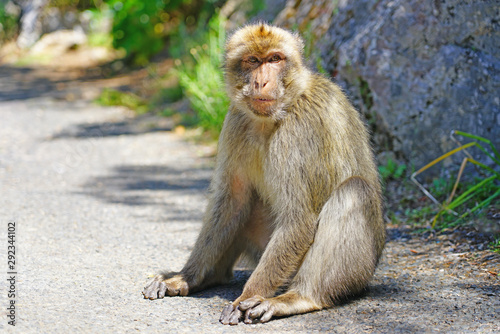 View of a wild Barbary Macaque monkey at the top of the Rock of Gibraltar
