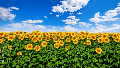Canvas-taulu Field with sunflowers flowers and blue sky with cloud