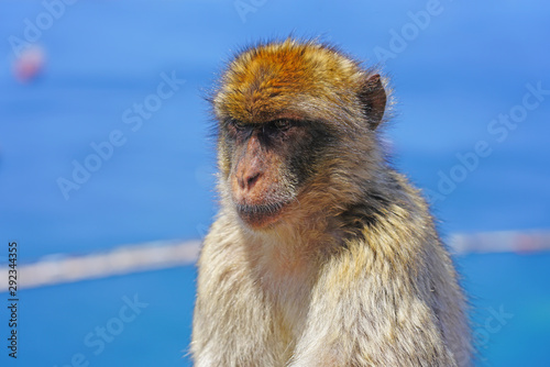 View of a wild Barbary Macaque monkey at the top of the Rock of Gibraltar