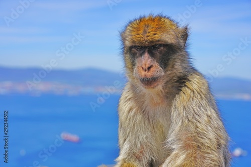 View of a wild Barbary Macaque monkey at the top of the Rock of Gibraltar