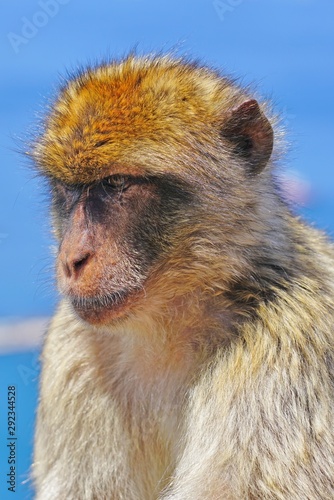 View of a wild Barbary Macaque monkey at the top of the Rock of Gibraltar