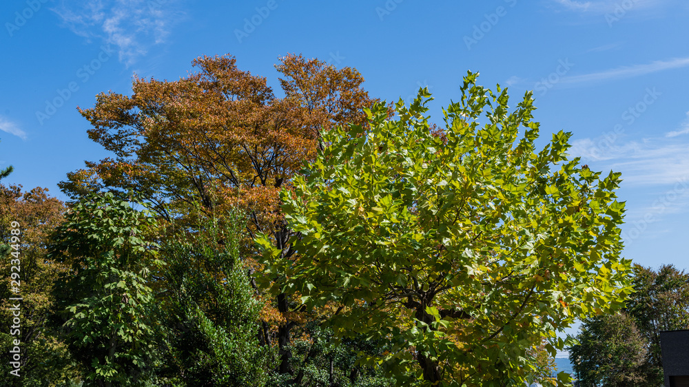 Fototapeta premium 九月の都市公園の樹木