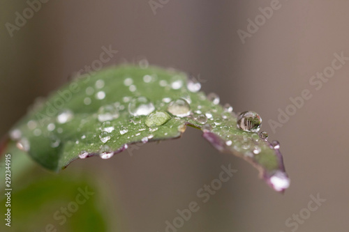 Raindrops on a green leaf close-up