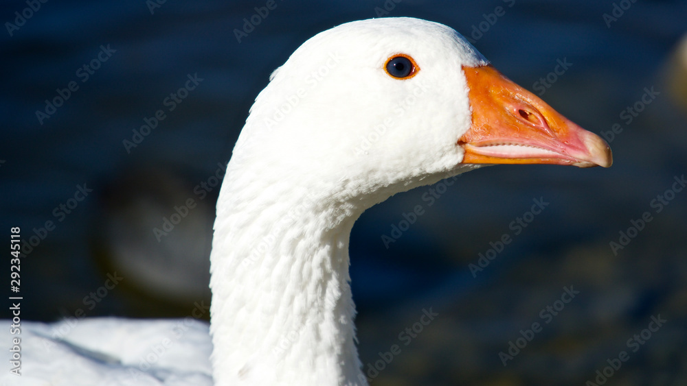 white and brown geese by the lake, cormorant floating on the lake white and brown geese by the lake, cormorant floating on the lake