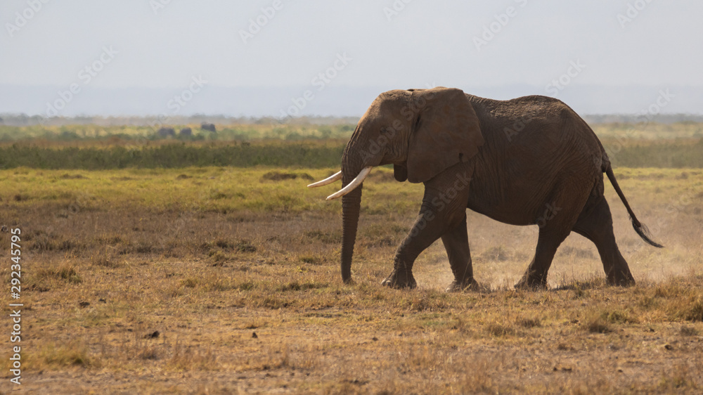 Fototapeta premium elephant in africa