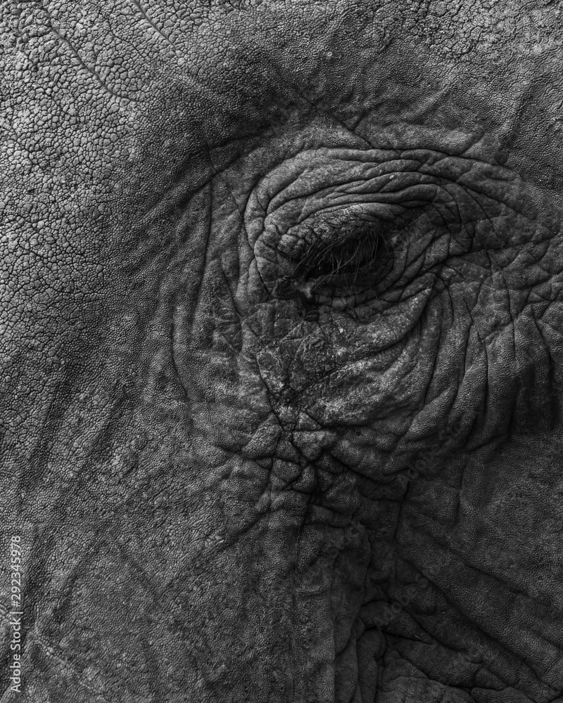 elephant eye elephant eye