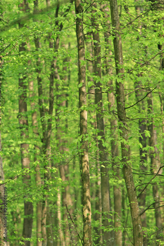 beautiful green forest in spring beautiful green forest in spring