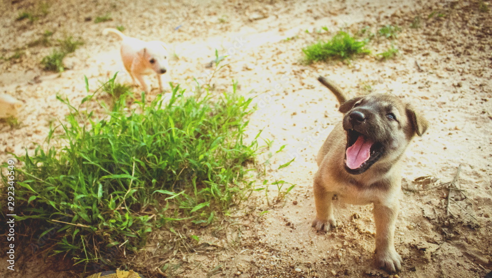 Small puppy running in a garden Small puppy running in a garden