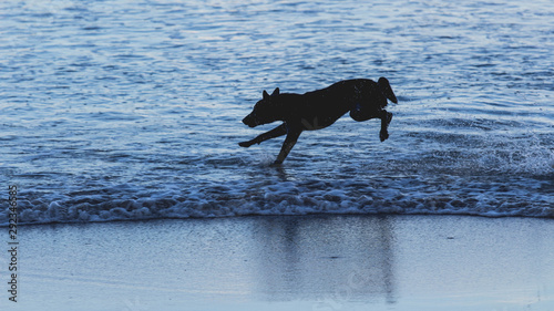The dog is running on the beach in the morning.