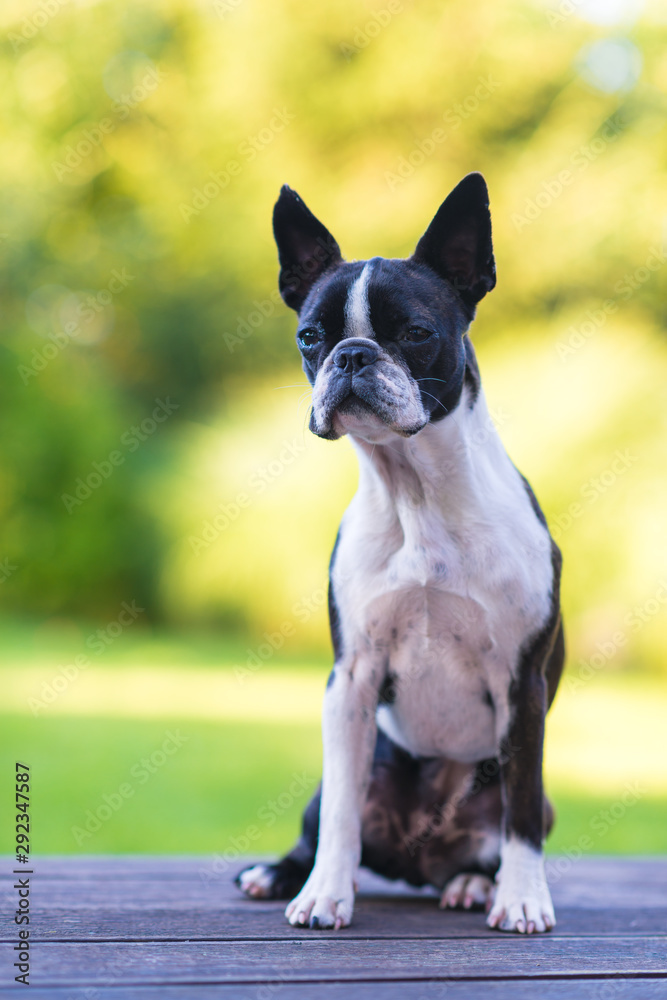 Boston terrier dog on brown terrace looking at camera