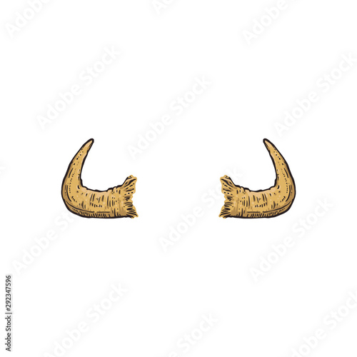 Buffalo, cow or antelope drawn horns the cartoon vector illustration isolated.