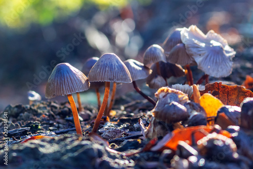 Melksteelmycena (Mycena galopus) on some dead wood photo