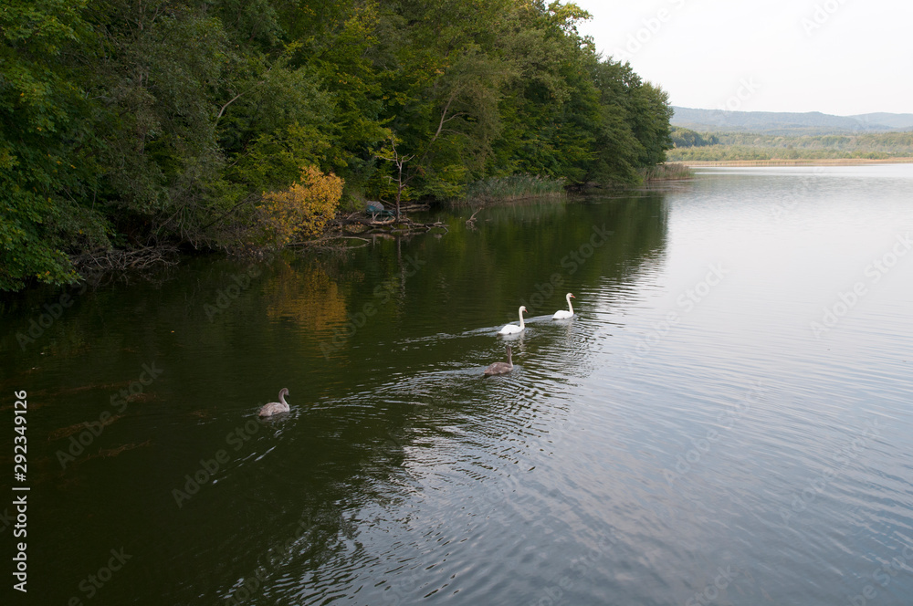 white swans with small swans on the lake