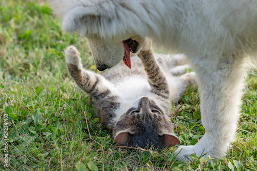 Playful samoyed puppy and grey and white cat that lying on the grass with raised paws enjoying time together