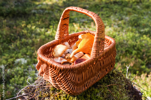 Different autumn mushrooms in a small wicker basket.