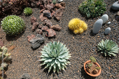 cactus garden with variuos cacti plants and succulents photo