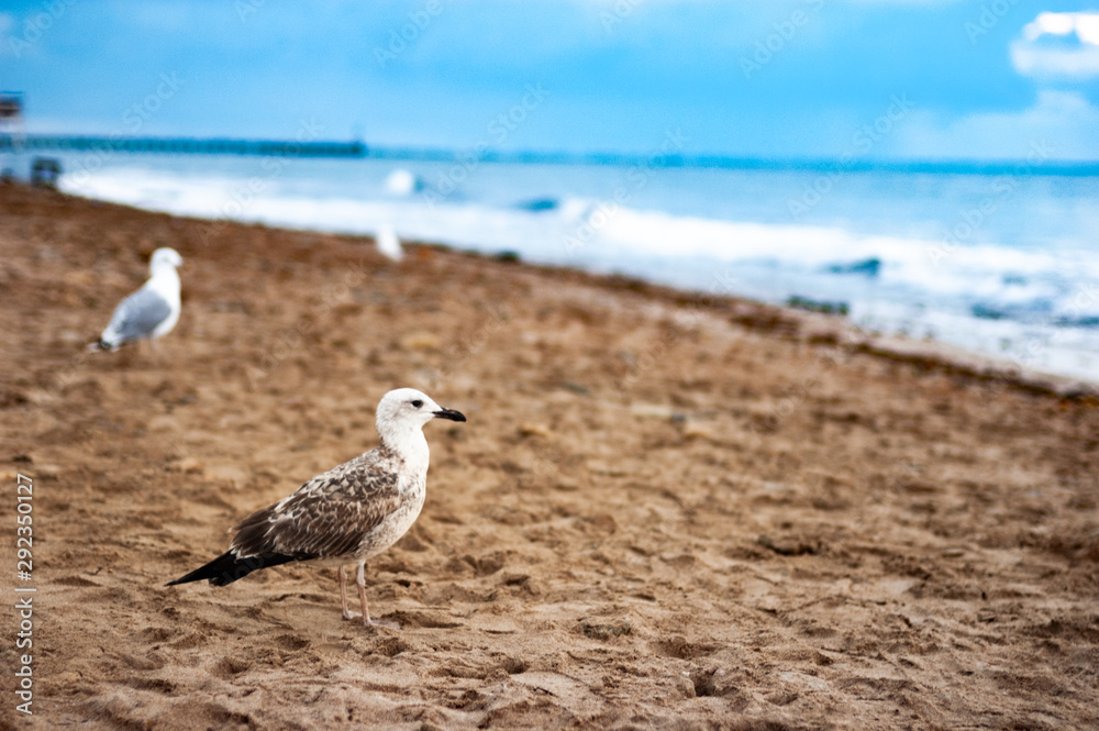 Obraz premium Seagull on the sandy beach