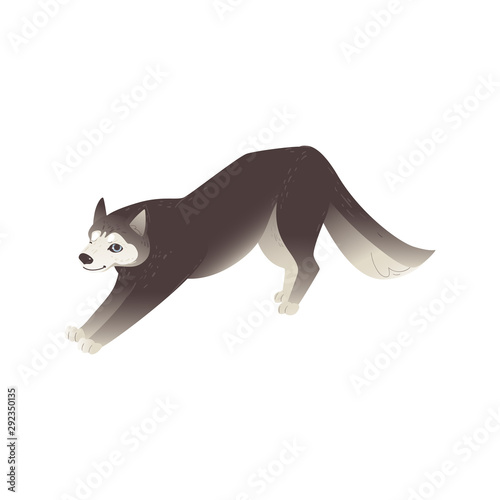 North Husky dog or ALaskan Malamute puppy flat vector illustration isolated.